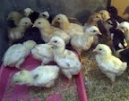 Ayam Kampung Organik Dan Keunggulan atau kelebihan beternak ayam kampung organik