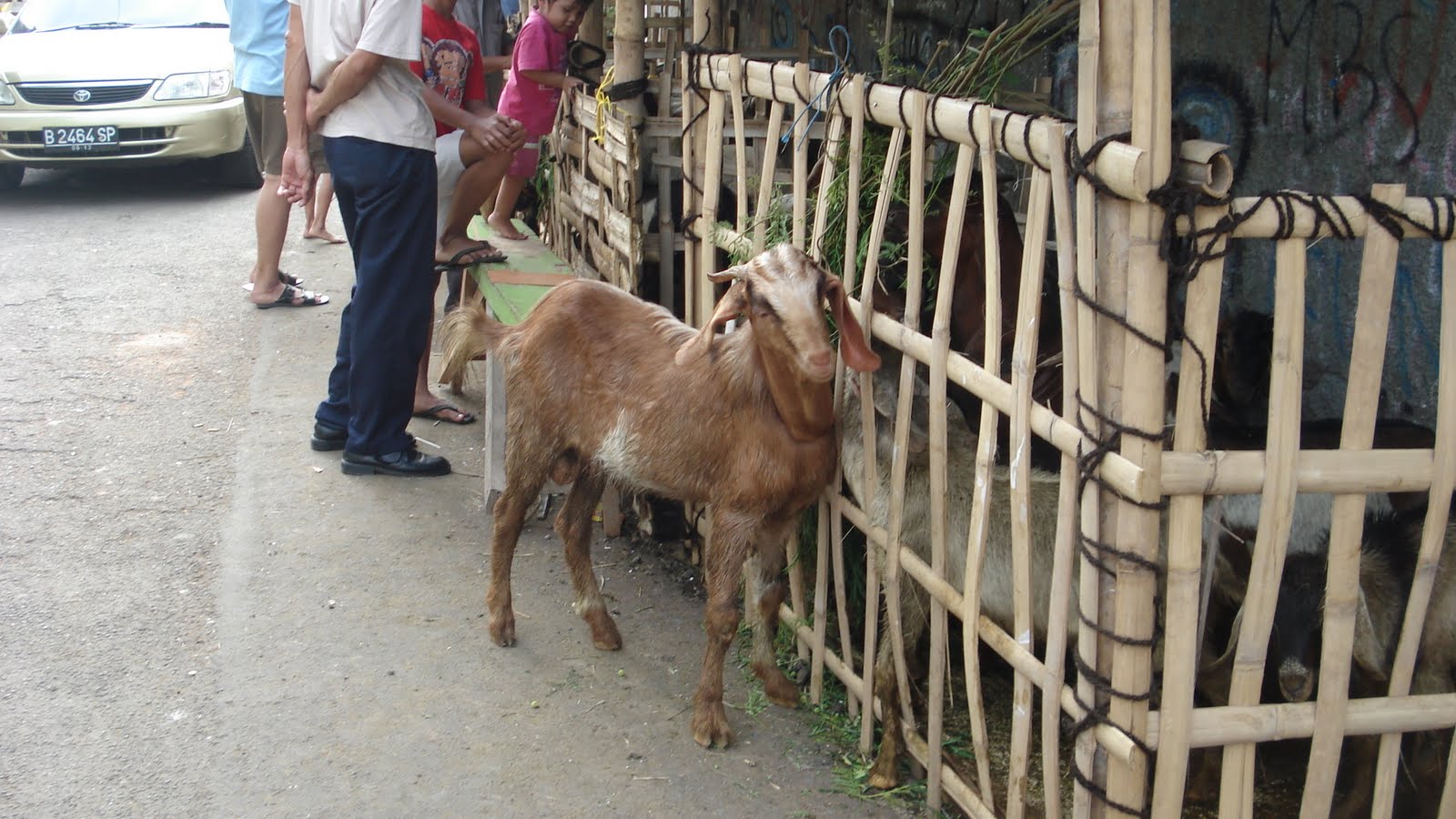 Life of Catharina: Cows and goats in Jakarta