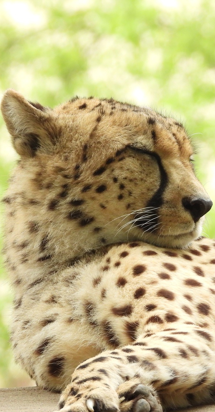 A sleepy cheetah.