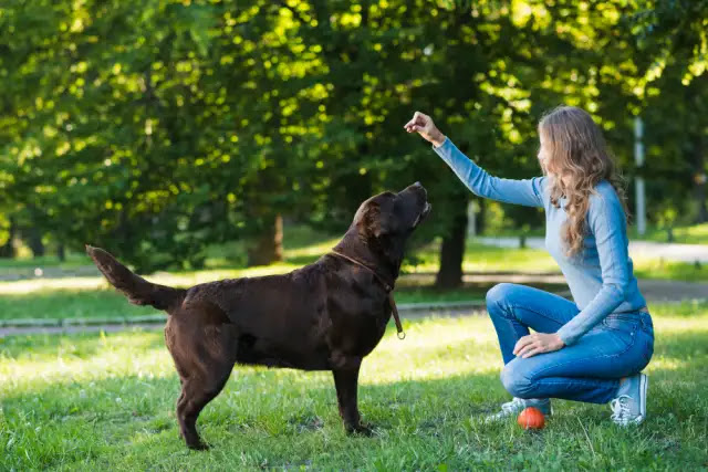 The Ultimate List of 20 Essential Dog Training Commands (Basic to Advanced)