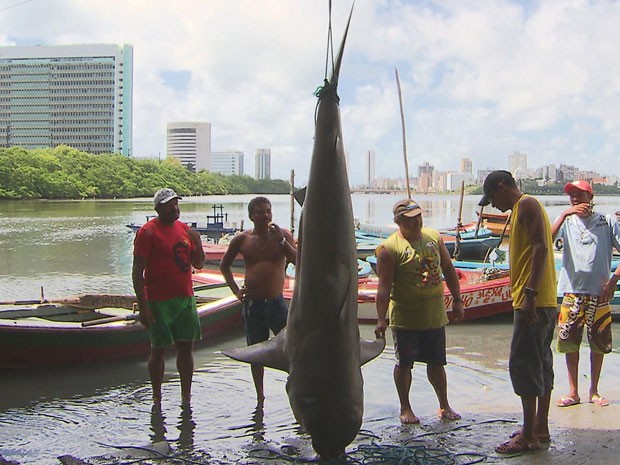 Tubarão de mais de 2,6 metros é capturado por pescador no Recife