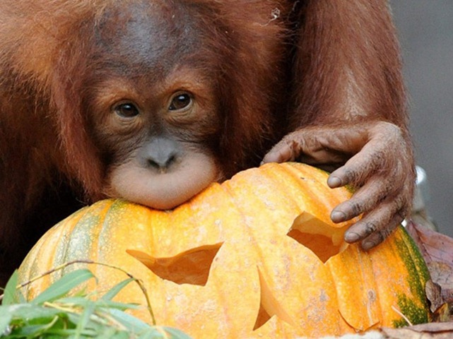 Orangutans-celebrate-Hall-009