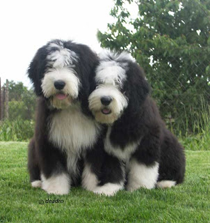 Bearded Collie Puppies Picture
