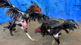 Judi Sabung Ayam Kian Meresahkan 41 Orang Ditangkap, Kerap Berlindung Dibalik Acara Adat?