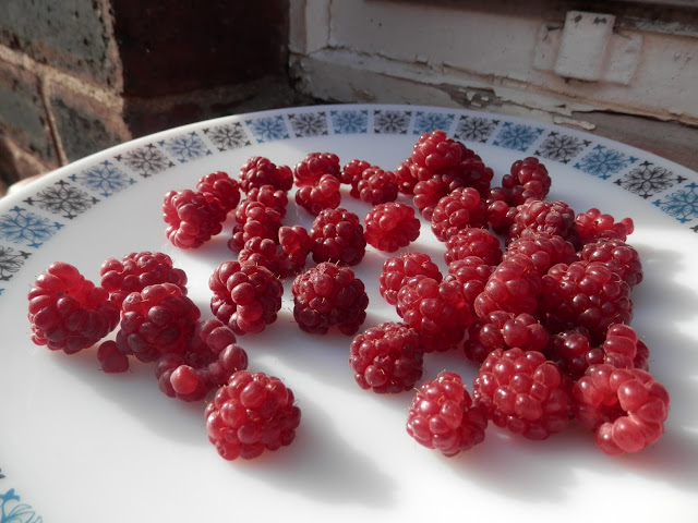 My homegrown harvest, September 2017. By UK garden blogger secondhandsusie.blogspot.com #gardenharvest #homegrownharvest #organicgarden #permaculturegarden #suburbanpermaculture