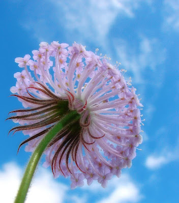closeup flower photography