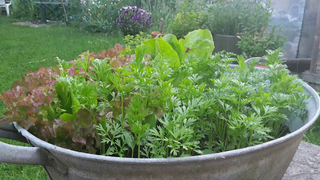 Project 365 2015 day 175 - Salad bath // 76sunflowers