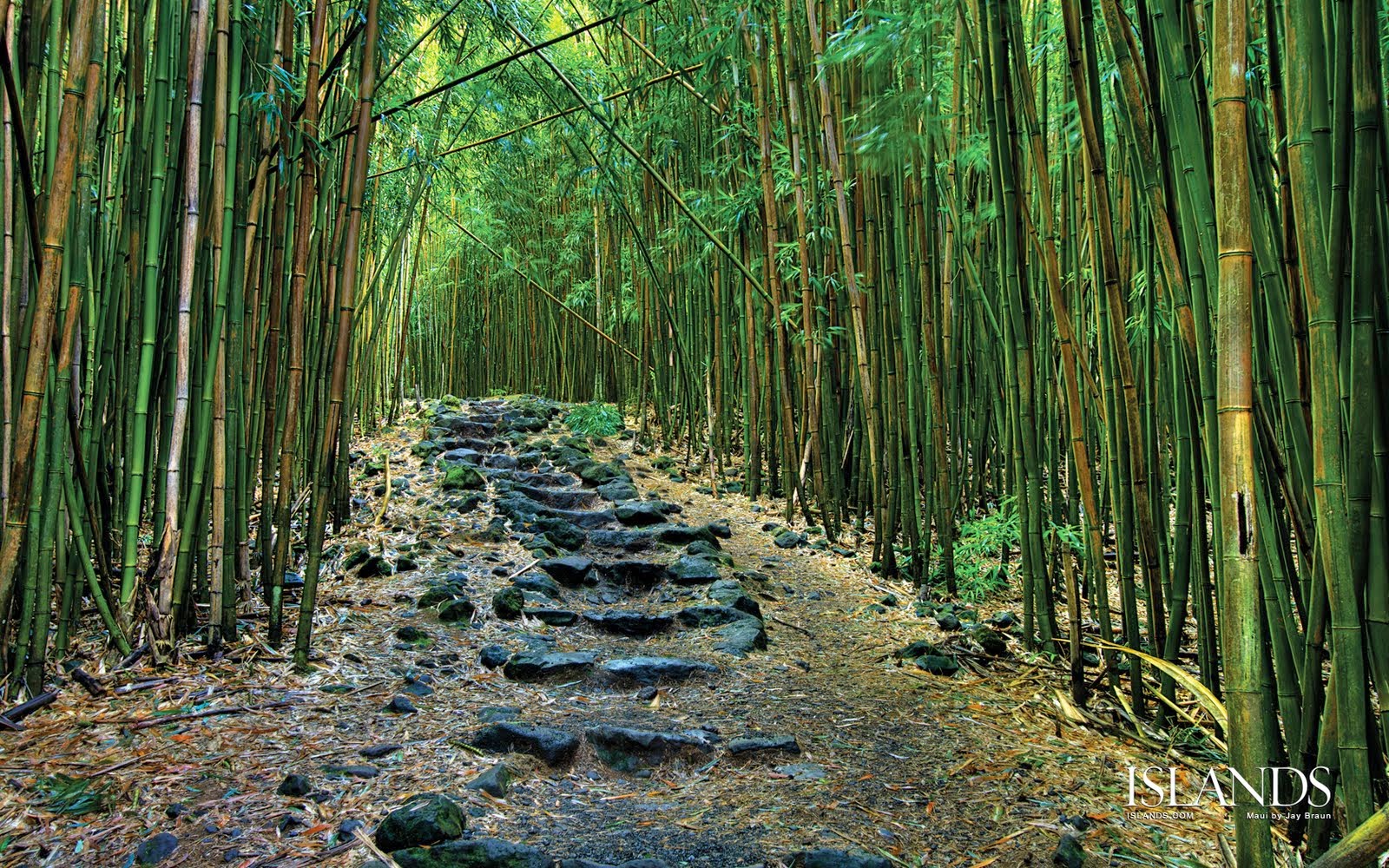 Terbaru 24 Gambar Pemandangan Hutan Bambu