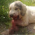 Σοκαριστική κακοποίηση σκύλου στην Καλαμάτα - Νεκρός από κροτίδες στο στόμα
