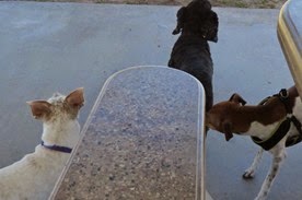 Spikes Desert Dog Park