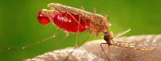 Malaria - All You Need to Know