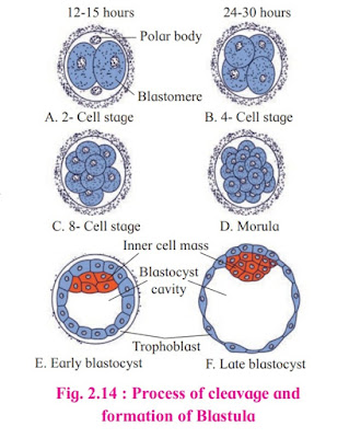 Process of cleavage and formation of blastula