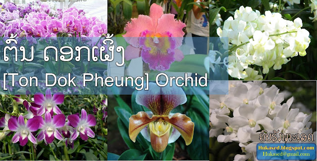 ຕົ້ນ ດອກເຜິ້ງ [Ton Dok Pheung] Orchid