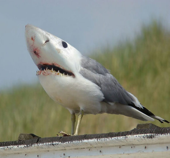 photoshopで作られたキモい合成生物。10つ【a】 サメ+鳥 