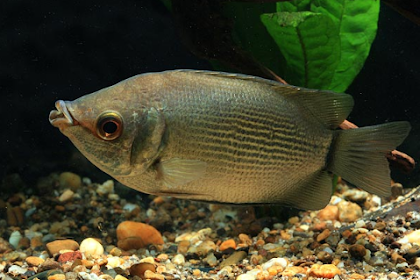 IKAN TAMBAKAN hELOSTOMA TEMMINCKII