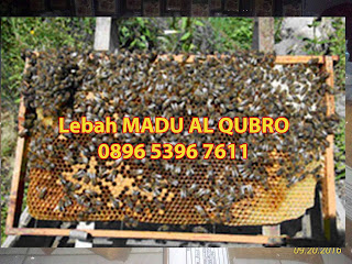 Agen Madu Asli Al Qubro, Supplier madu al qubro, distributor madu al qubro