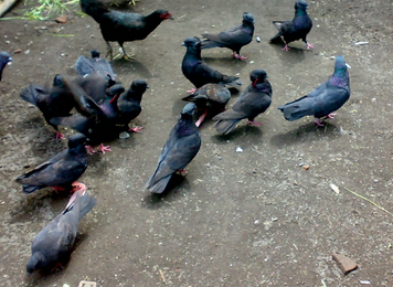 Melatih Burung Merpati Getakan Agar Terbang Tinggi Den Family