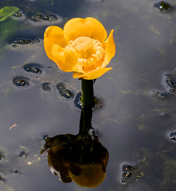 Yellow Water-lily, Nuphar lutea.  Keston Ponds, 23 July 2016.