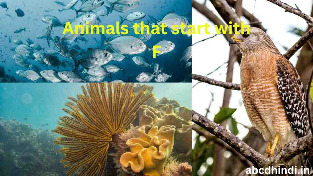 Animals that start with f