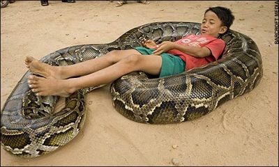 serpiente mas grande del mundo