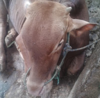 harga sapi qurban 2013 250tyry