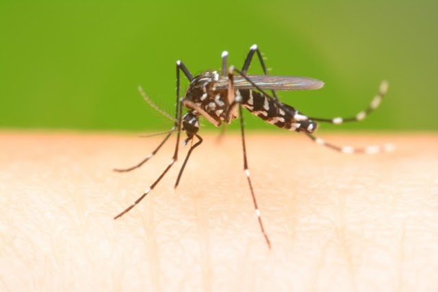 BOM CONSELHO VIVE SURTO DE DENGUE E O PODER PÚBLICO DE BRAÇOS CRUZADOS