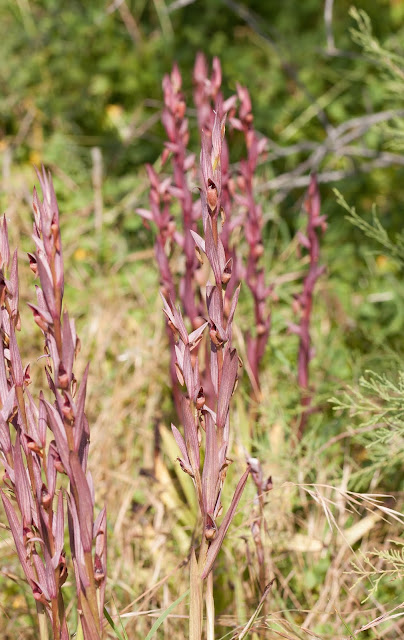 Serapias Bergonii - Eastern Ploughshare Orchid - Akrotiri Marsh, Cyprus