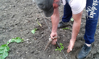 finalizarea plantarii tomatelor la sfoara