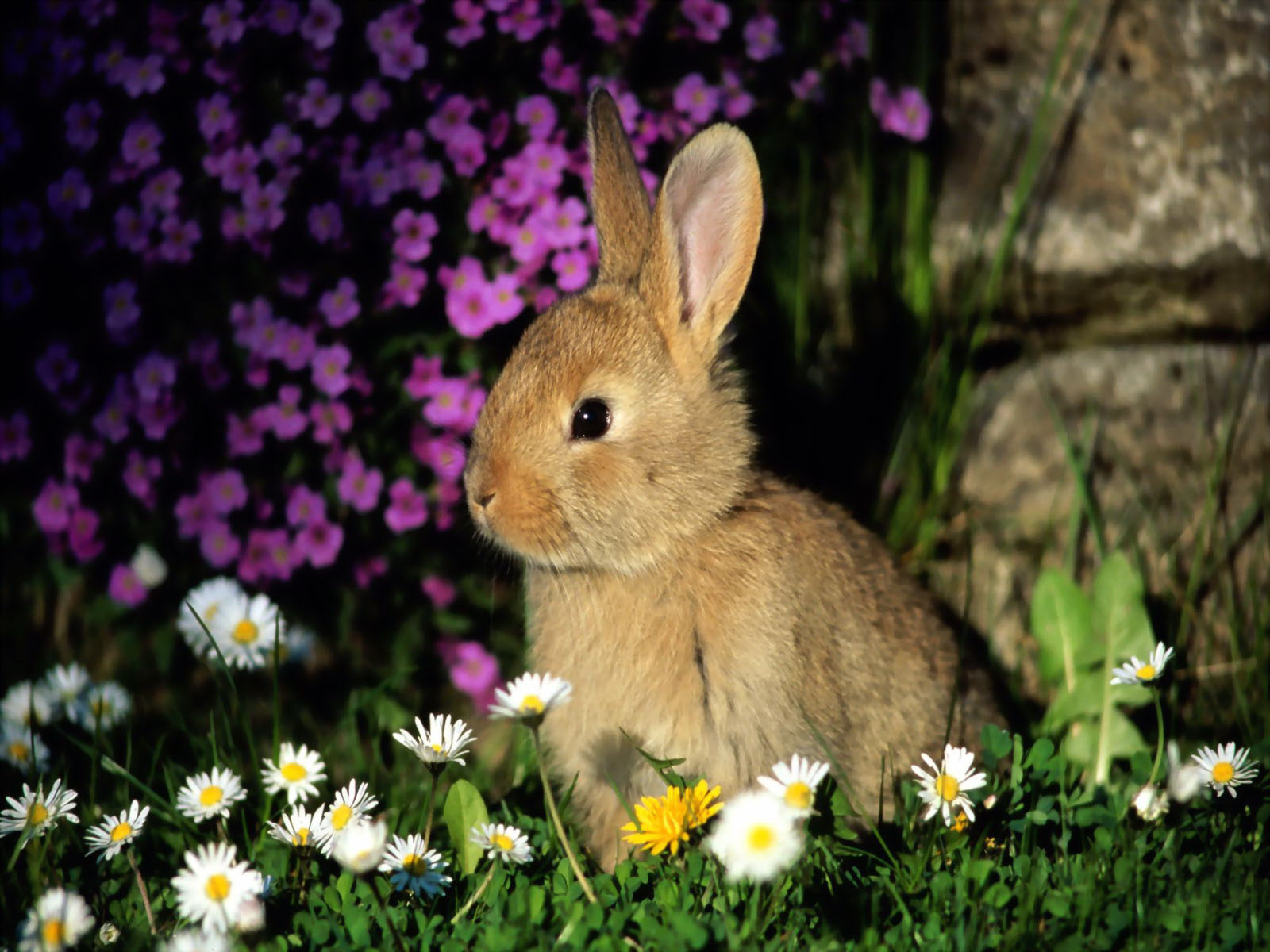 Top 33 Beautiful And Cute Rabbit Wallpapers In Hd Afalchi Free images wallpape [afalchi.blogspot.com]
