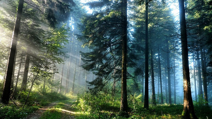 Mengenal Hutan Hujan, Kawasan yang Ditinggali Banyak Hewan