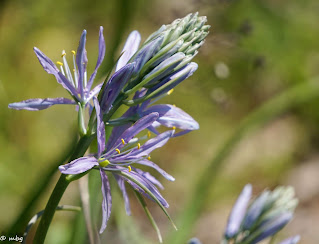 flowers photo by Sylvestermouse