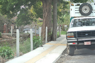 Tree cemented in sidewalk in Ciudad Colon, Costa Rica