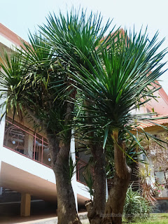 Beautiful Decoration Plants Of Cabbage Tree Or Cordyline Australis In The Garden Of The Hospital North Bali Indonesia