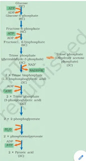 steps of glycolysis, Glycolysis diagram