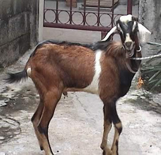 Kambing