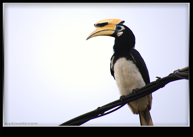 hornbill bird picture