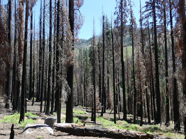 071: green past the burned trees