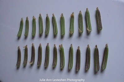 Crotalaria Mucronata 23 Seed Pods - March 4, 2019