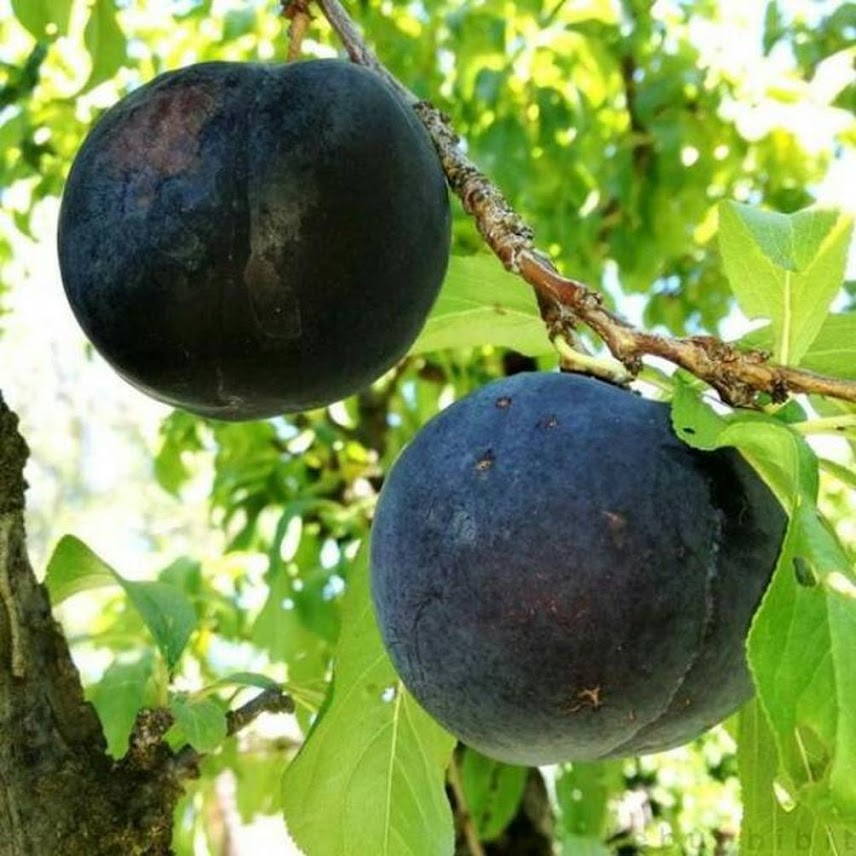 bibit tanaman buah plum australia 40cm Sumatra Barat