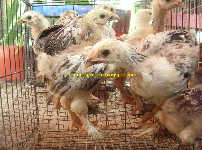 Anizam agrofarm: Stok Anak Light Brahma Untuk Dijual