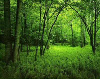 green-nature-wallpaper-background. Download link: 50 Refreshing Green Nature