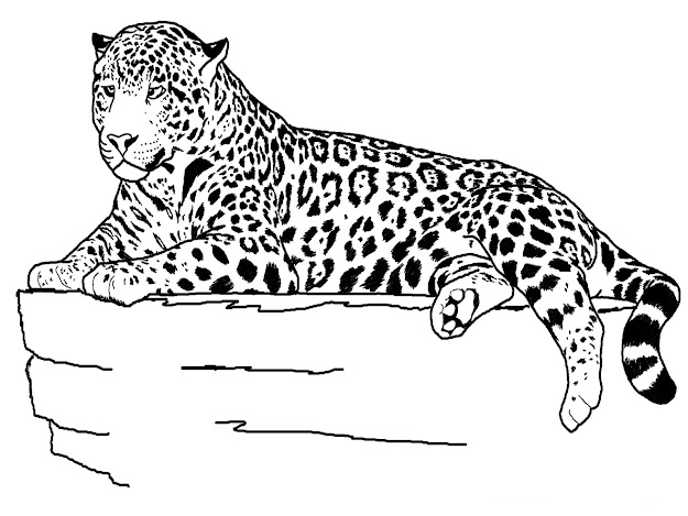 Animal Coloring Pages