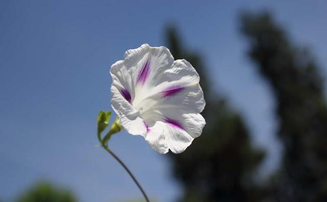 Morning Glory Flowers Pictures