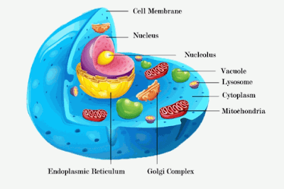  Sitoplasma  Fungsi Struktur dan Gambar  Lengkap BACA CODING