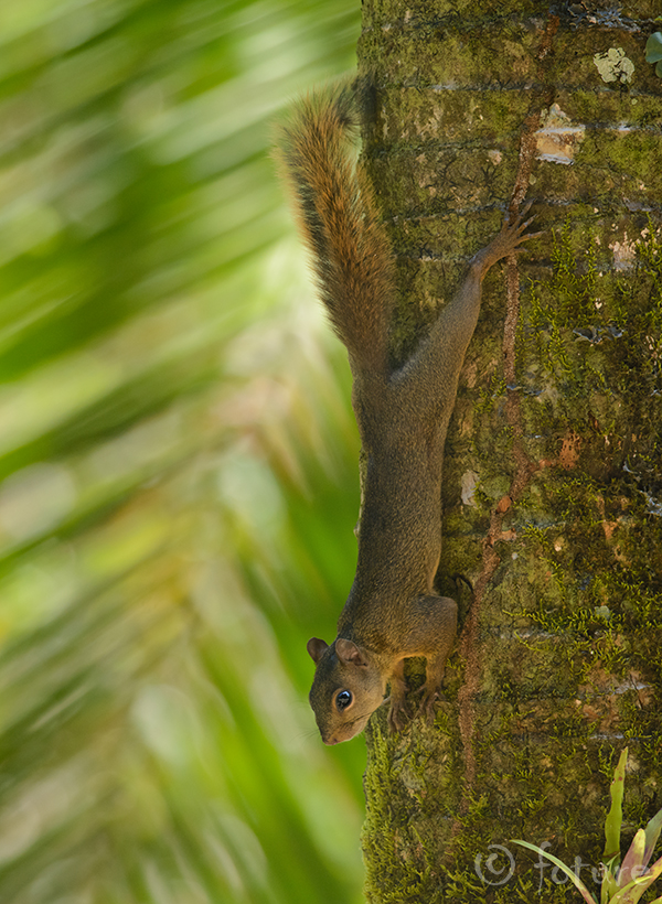 Punasaba-orav, Sciurus granatensis hoffmanni, Red-tailed squirrel