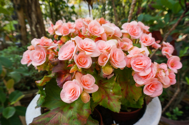 Plantas para interiores que llenarán tu hogar de color