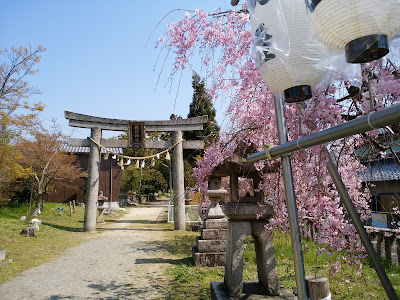 【交野市】機物神社（はたものじんじゃ）の枝垂桜