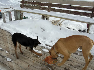 dogs eating pasta