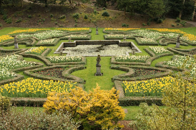 Daffodils in bloom in the Dutch garden