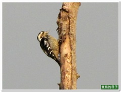20111221_155552_006_SunMoonLake
